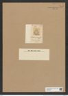 Auliscus parvulus Grev. (de-Toni-Nr.: Genus 171, Species 4316) Zeichnungen Sammlung Grunow Nr. 7875 (NHMW-BOT-W0377138)